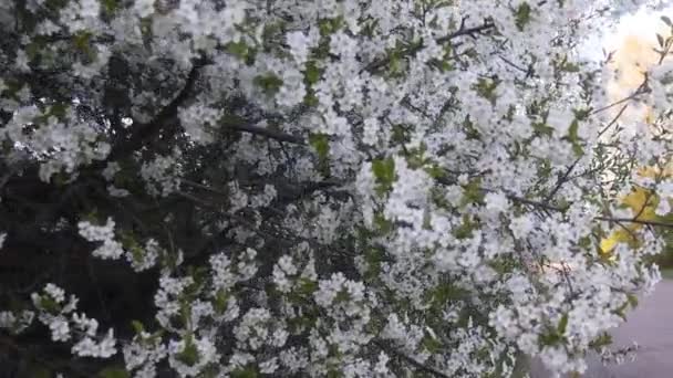 Cherry Blossoms Spring Evening Light Bright Shots — Vídeo de Stock