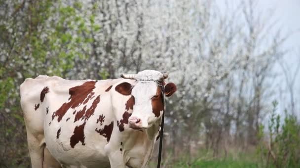 Cow Stands Pasture Background Flowering Tree Bright Shots — Wideo stockowe