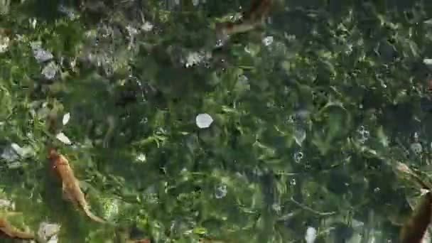 Риба Весняній Воді Бризкає Сонці Яскраві Постріли — стокове відео
