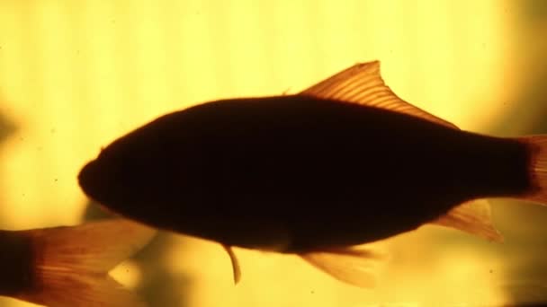 Fish Silhouette Raised Fin Slow Motion Bright Shots — 图库视频影像