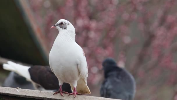 White Dove Background Flowering Tree Stands Rain Bright Shots — Wideo stockowe