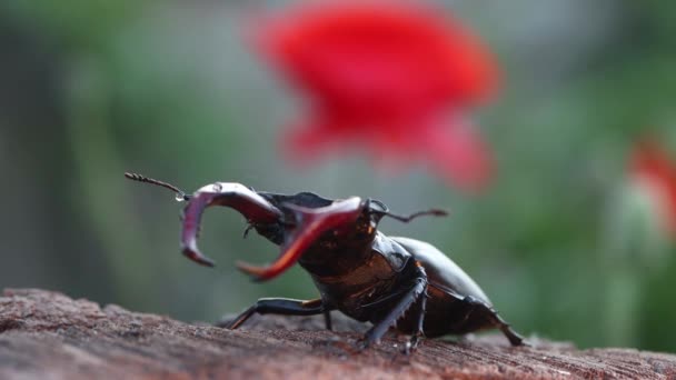 Stag Beetle Background Red Poppies Spring — 图库视频影像