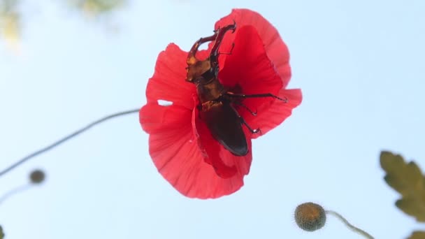 Escarabajo Ciervo Sentado Amapola Roja Cámara Lenta Primavera — Vídeos de Stock