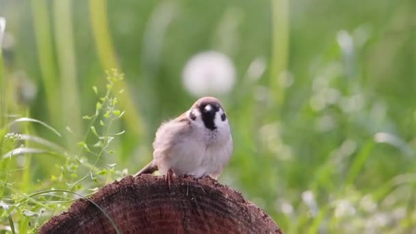 Sparrow Chirping Sitting Stump Spring — Stockvideo