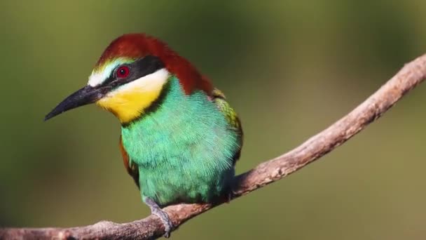 Beautiful Colorful Bird Branch Turns Its Head Different Directions Bright — Αρχείο Βίντεο