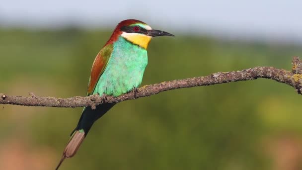 Bird Colorful Sits Branch Flies Away Bright Shots — Αρχείο Βίντεο