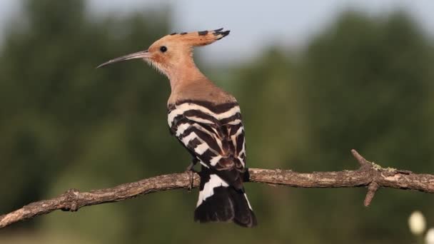 Bird Crest Sits Branch Flies Away Bright Shots — Vídeos de Stock