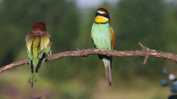 Birds Paradise Plumage Spring Courtship Bright Shots — Wideo stockowe
