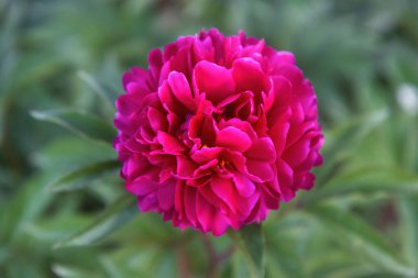 Şakayık çiçekli üst manzara, yakın çekim, parlak çekim