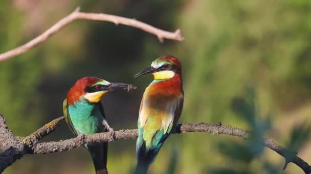Birds Beautiful Feathers Courtship Spring Bright Shots — Αρχείο Βίντεο