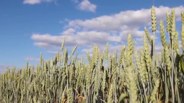 Green Ears Wheat Sway Wind Grain — Video