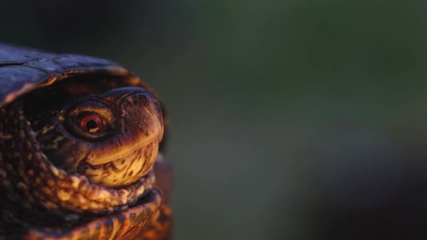 Turtle Sticking Its Head Out Its Shell Bright Shots — Stock Video