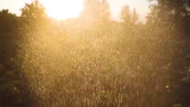 Frühlingssämlinge Den Sonnenuntergangsstrahlen Gießen Getreide — Stockvideo