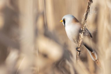 Siyah bıyıklı kuş baharda sazlıkta oturur, vahşi doğa.