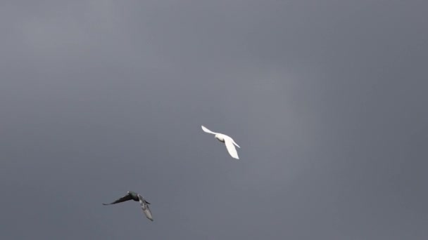 White Black Dove Flying Sky Slow Motion Sacred Bird — Stock video