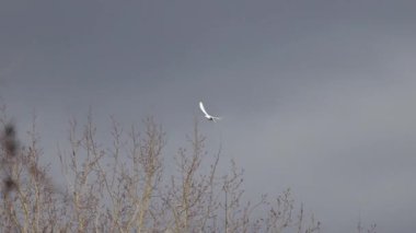 Beyaz güvercin, müjdeci gökyüzünde uçuyor, kutsal kuş.