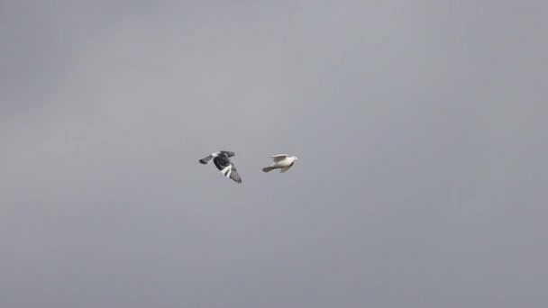 White Black Doves Fly Sky Sacred Bird — Vídeos de Stock
