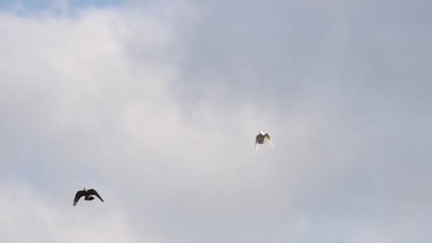 White Dove Flies Spring Sky Sacred Bird — Stock video