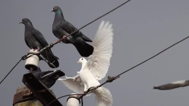 White Dove Perched Power Pole Rest Sacred Bird — Wideo stockowe
