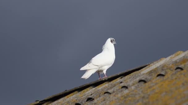 白鸽在屋顶上散步 神圣的小鸟 — 图库视频影像