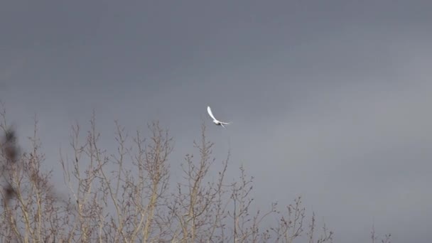 White Dove Herald Good News Flies Sky Sacred Bird — Stock Video