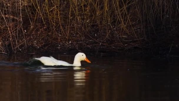 Pato Branco Nadando Lago Câmera Lenta Fazenda — Vídeo de Stock
