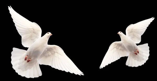 White doves flying isolated on black on background , sacred birds