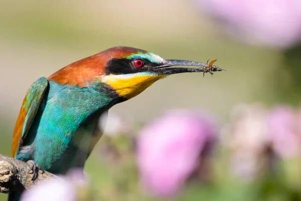bee-eater, beautiful bird among spring flowers, beauty of spring nature