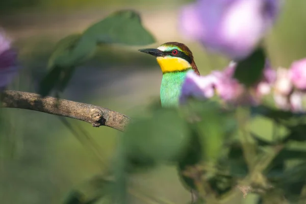 bird of paradise among spring greenery, beauty of spring nature