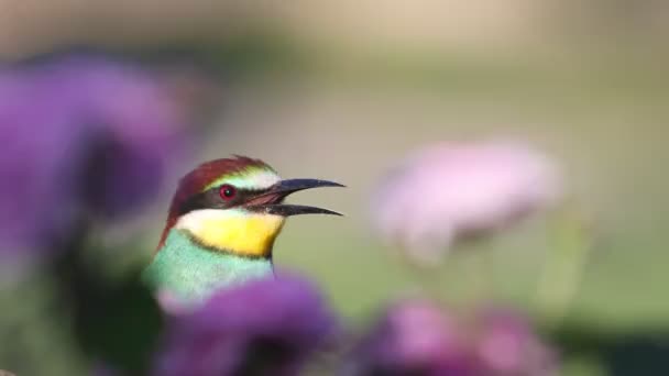 Bird Bright Colors Sits Flowers Beauty Spring Nature — Vídeos de Stock