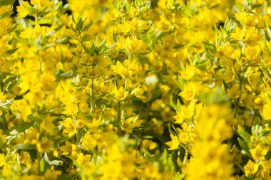 yellow spring flowers, beautiful texture, beauty of spring nature