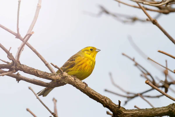 wild yellow bird in spring forest, animals