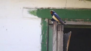 barn swallow sings sitting on the door, animals