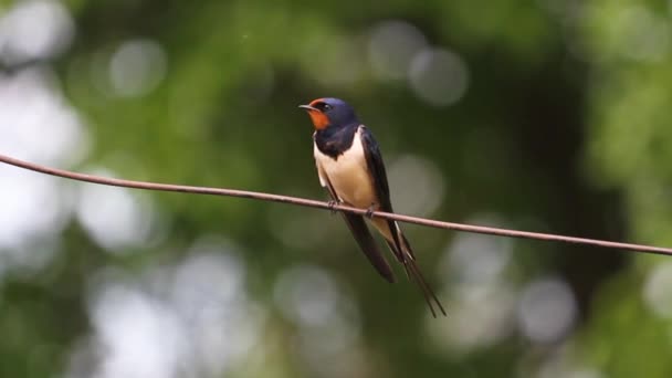Barn Swallow Sings Spring Sitting Wire Animals — Stock Video