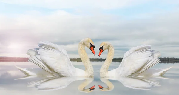 swans with reflection on a quiet lake, love symbol
