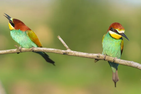 Bellissimi Uccelli Sullo Sfondo Del Verde Primaverile Fauna Selvatica Meravigliosa — Foto Stock