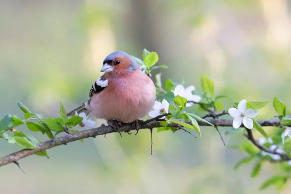 Vogel Sitzt Auf Einem Blühenden Zweig Wunderbare Tierwelt — Stockfoto
