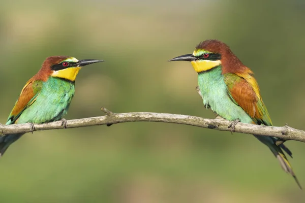 Uccelli Ramo Bei Colori Fauna Selvatica Meravigliosa — Foto Stock