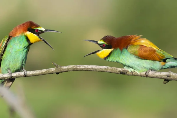 Paradiso Uccelli Ramo Conflitto Meravigliosa Fauna Selvatica — Foto Stock