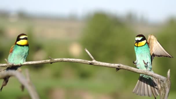 Hermosas Aves Vuelan Sientan Las Ramas Maravillosa Vida Silvestre — Vídeos de Stock