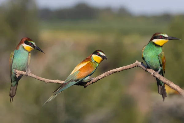Paradise colored birds sit three together on a branch, summer, beauty of wild nature