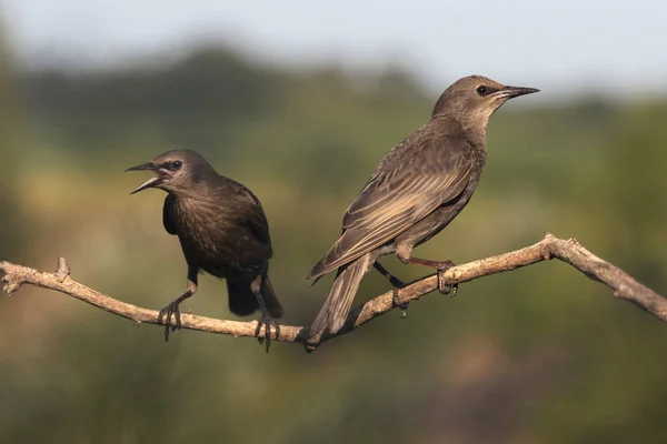 two birds, starlings sit on a thin branch, summer, beauty of wild nature