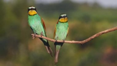 Güzel tüyleri olan vahşi kuşlar, vahşi doğanın güzelliği.