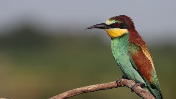 Piękny Ptak Kolorowym Upierzeniem Powolny Ruch Lato Piękno Dzikiej Przyrody — Wideo stockowe