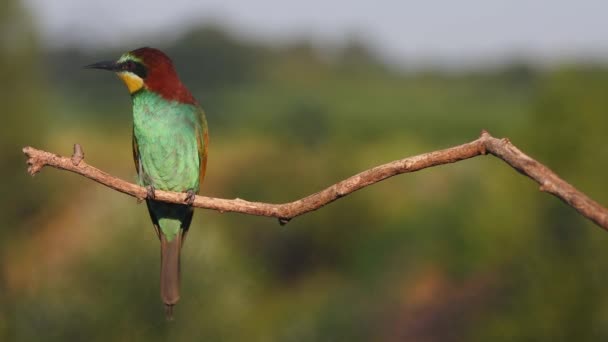 Πολύχρωμα Πουλιά Του Παραδείσου Τραγουδούν Όμορφα Ομορφιά Της Άγριας Φύσης — Αρχείο Βίντεο