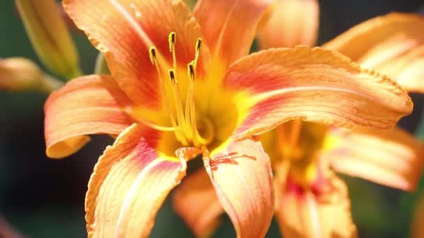 Pomarańczowy Lilia Kwiat Kołysze Się Wietrze Lato Piękno Dzikiej Przyrody — Wideo stockowe