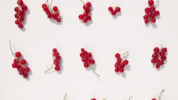 Red Berries Clusters Lie White Background Top View New Harvest — Stock Video