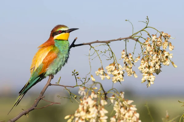 Belo Pássaro Descansa Ramo Florido Cores Brilhantes — Fotografia de Stock
