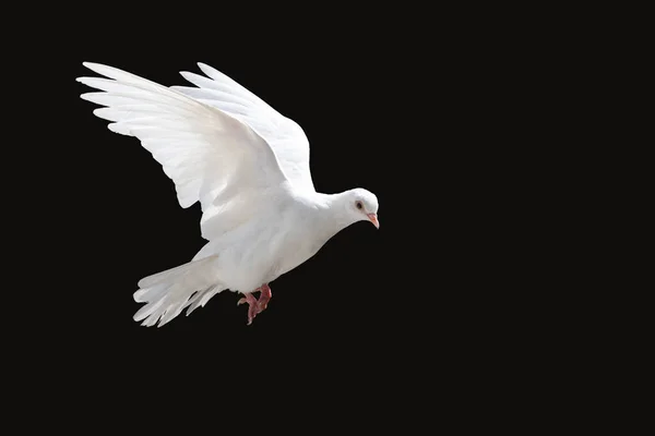 Vit Duva Flyger Isolerad Svart Fågel Fred — Stockfoto
