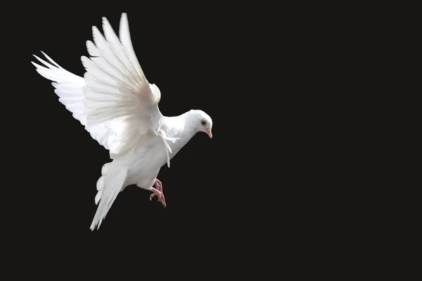 Witte Duif Spreidt Vleugels Vliegen Geïsoleerd Zwart Vogel Van Vrede — Stockfoto